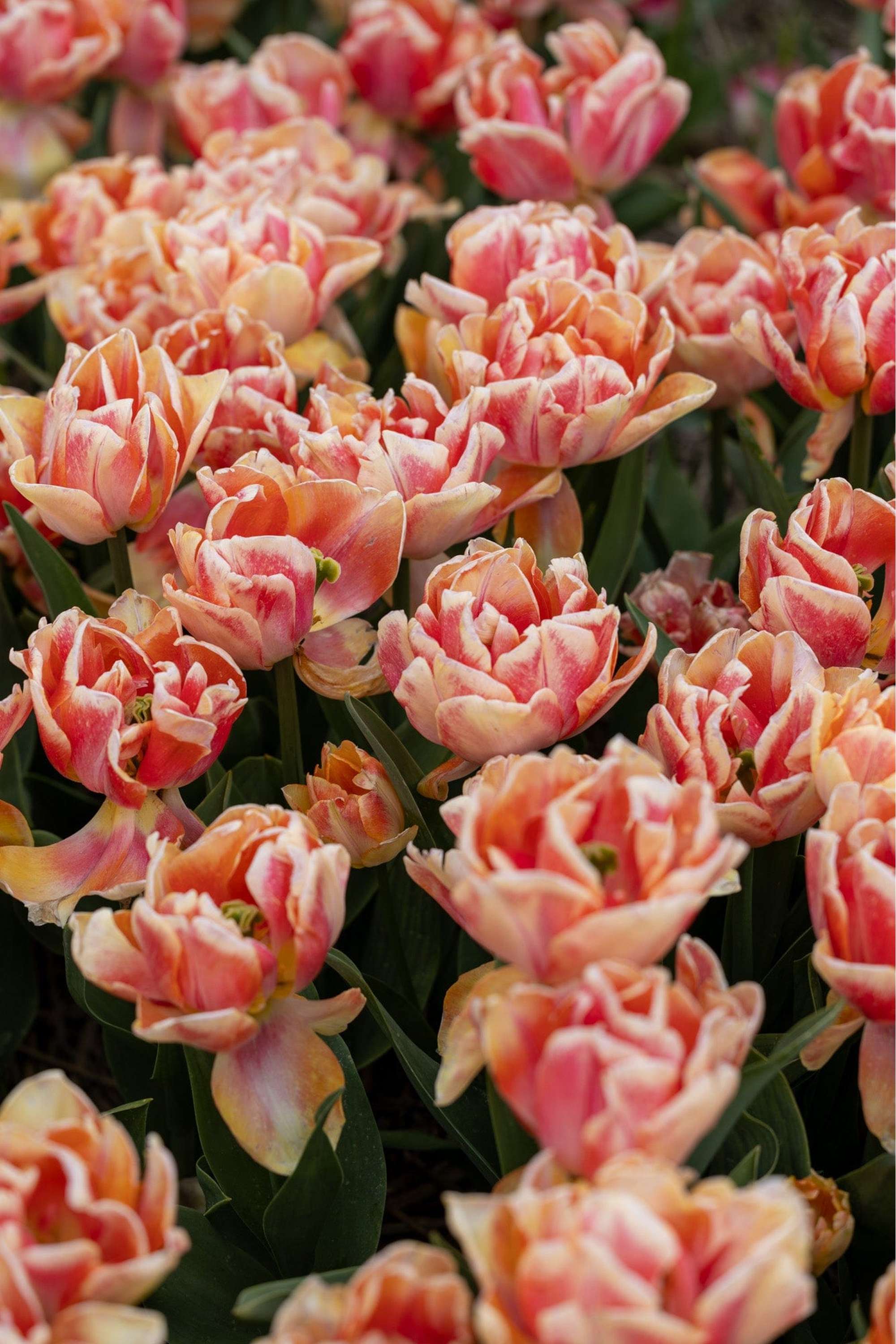 Tulpe 'Foxy Foxtrot'